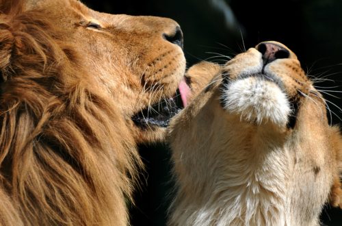7 признаков влюбленности Льва в Вас.